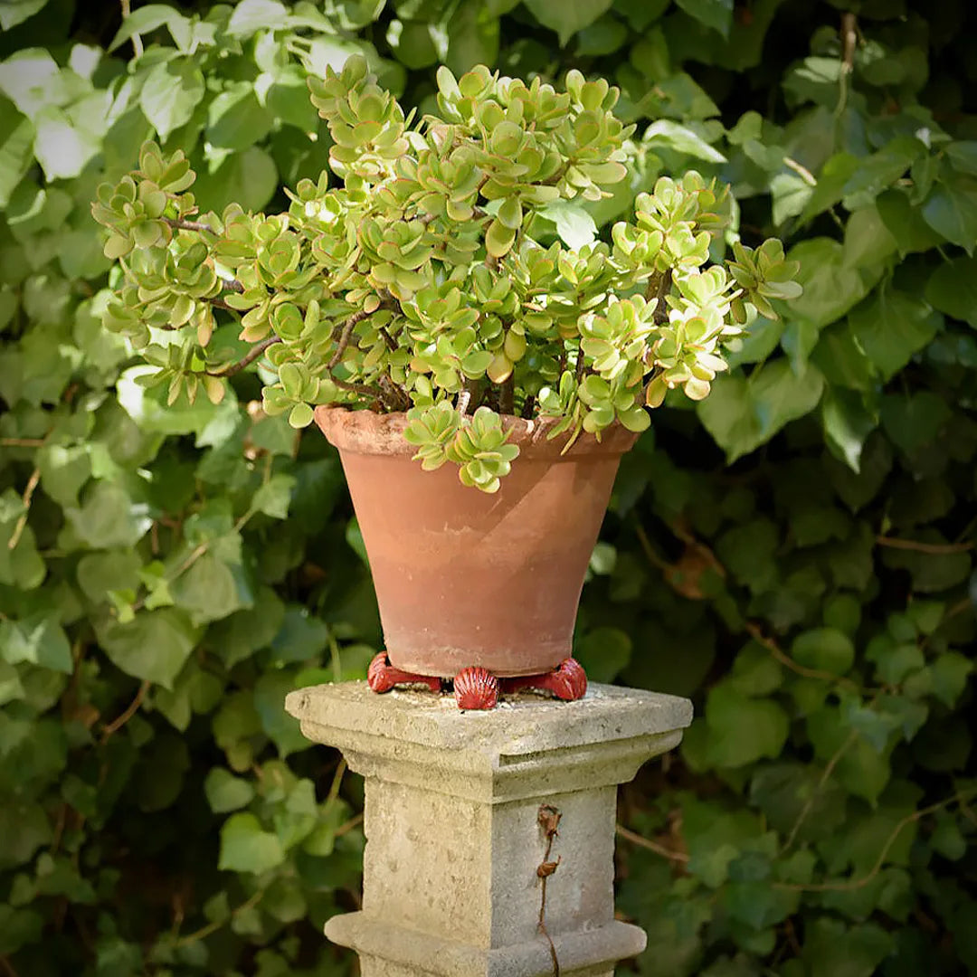 Concha | Suporte para vaso & Porta-Talheres 4un